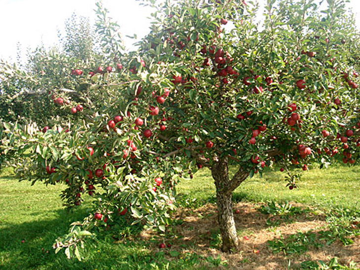 APPLE ORCHARDS AND OTHER FRUIT TREES