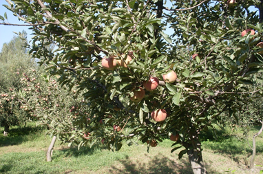 Apple Gardens and Other Fruits