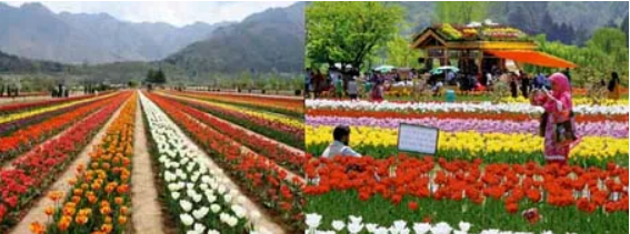 TULIP GARDENS