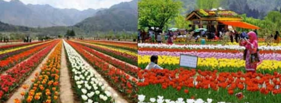 TULIP GARDENS